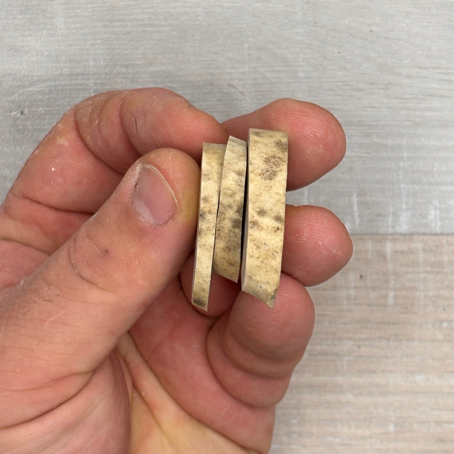 Caribou Antler Slices