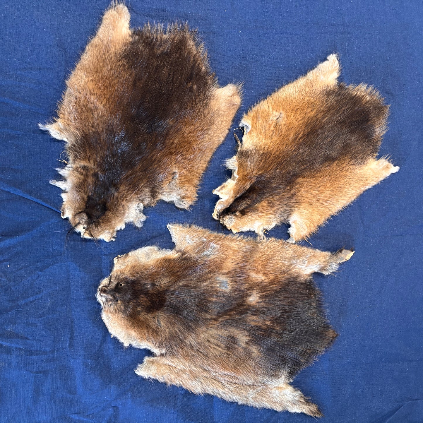 Muskrat Furs - 1st quality