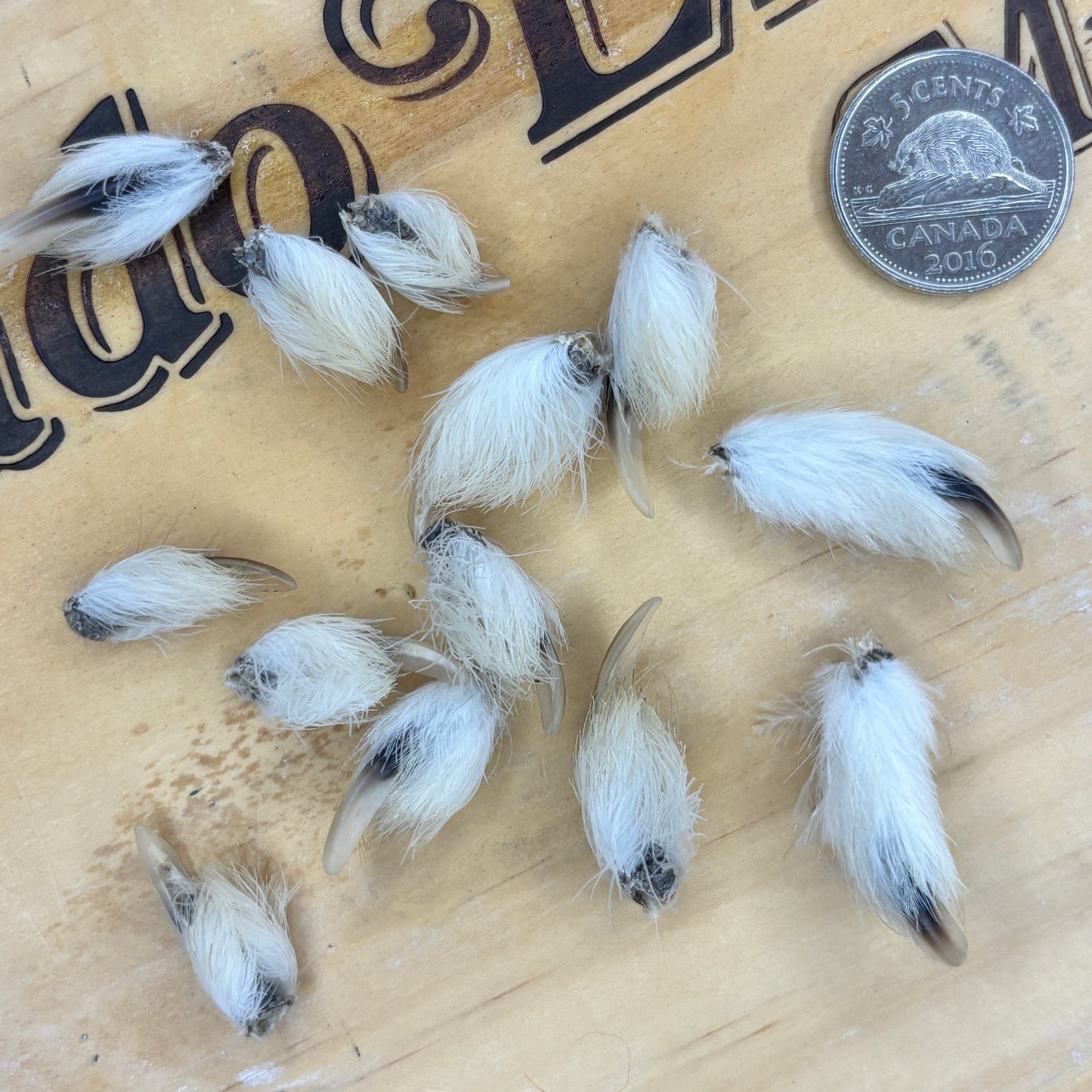 Ptarmigan Claws