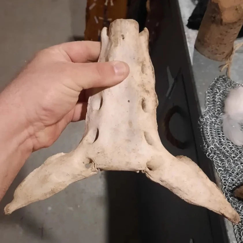 Os du sacrum animal