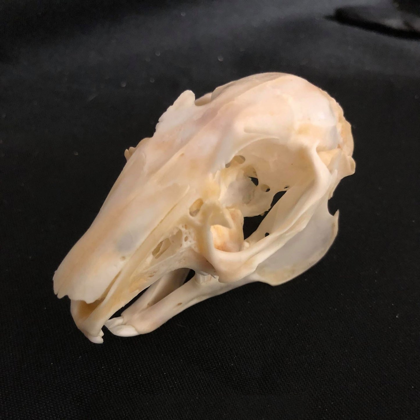 Hare Skull