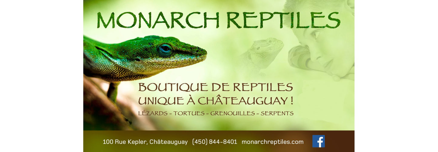 Custum order Monarch Reptiles