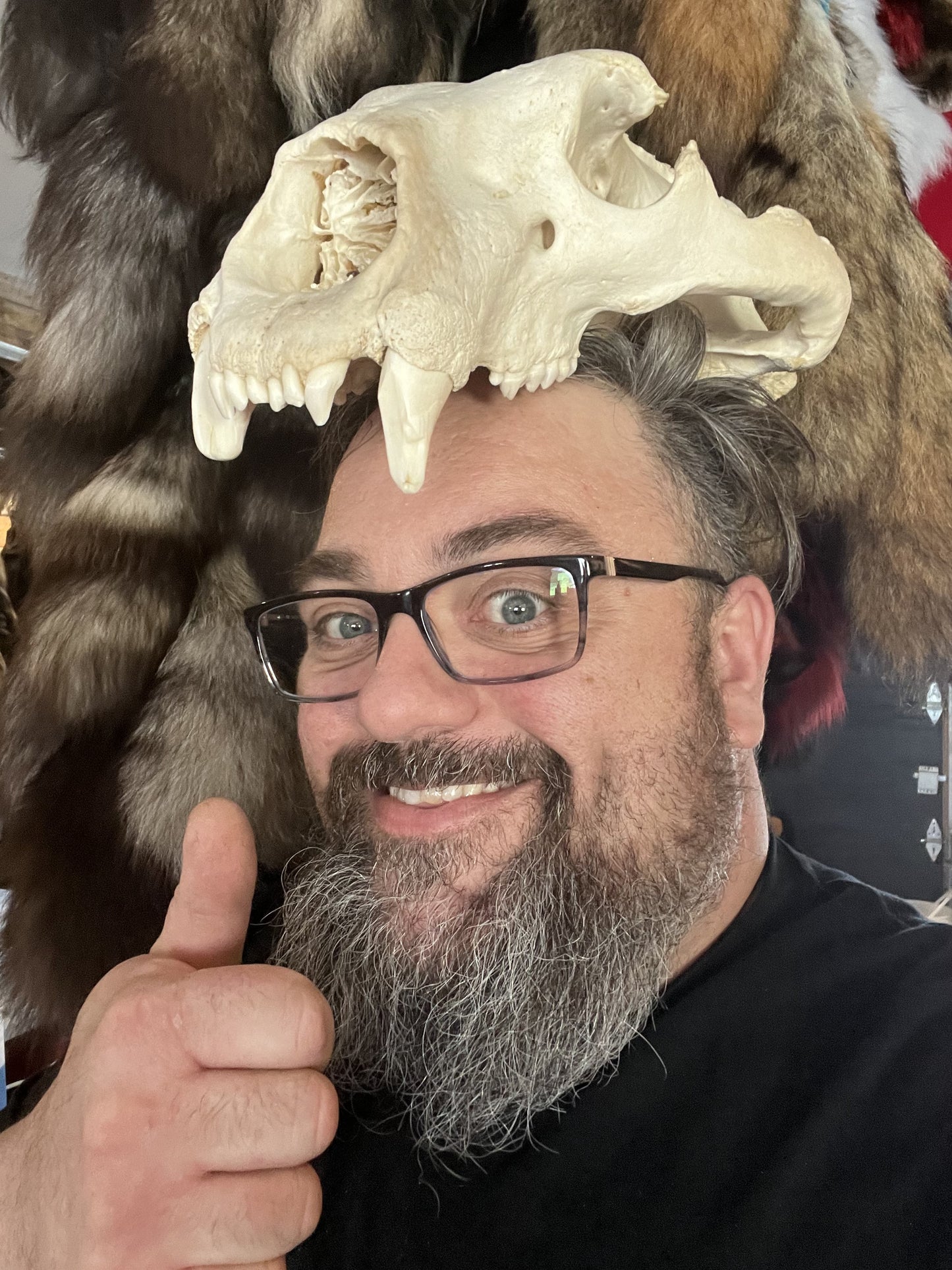 Polar Bear Skull, Pre-Order