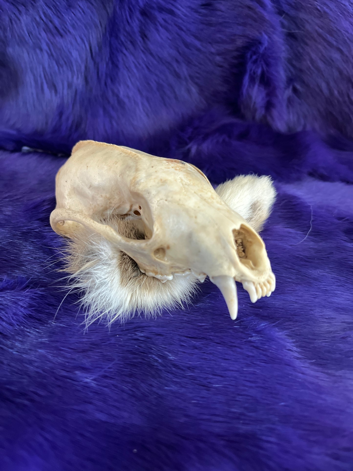 Fisher Skull Without Jaw