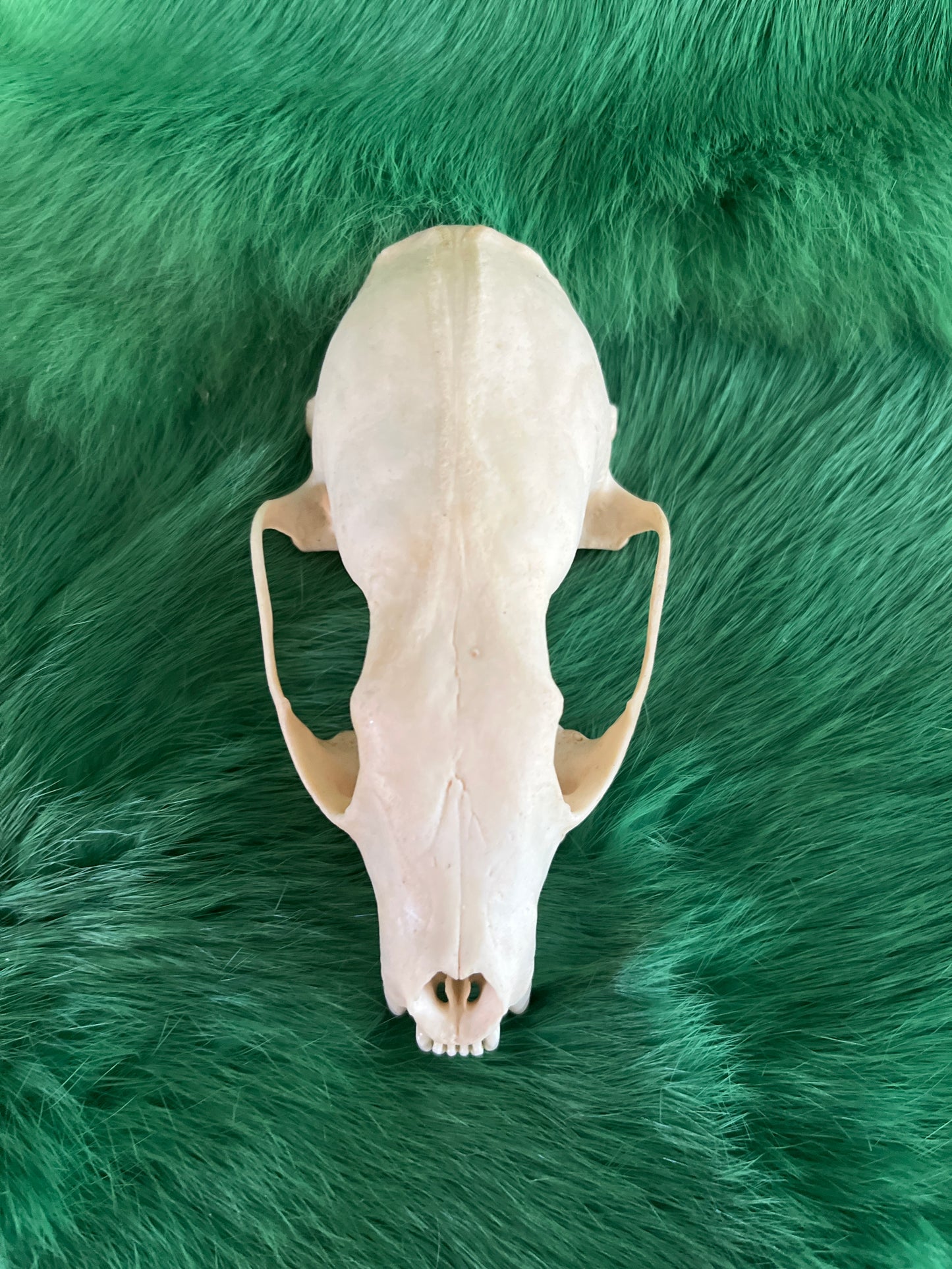 Fisher Skull Without Jaw