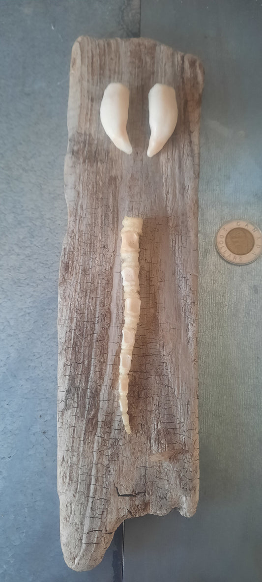 Seal Tooth & Tail Frame
