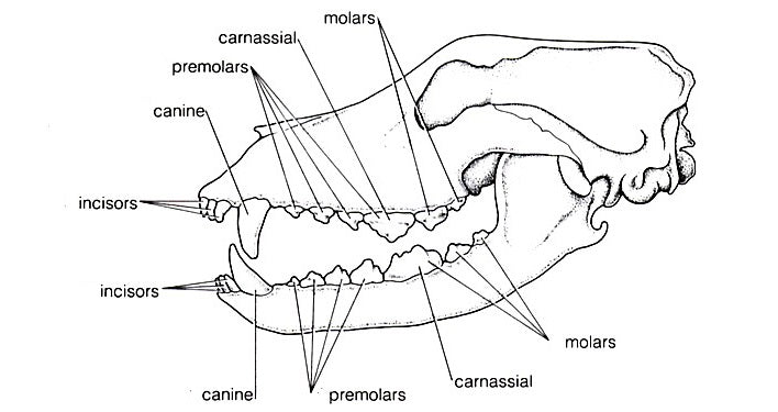 Dents et crocs de loup fissurés