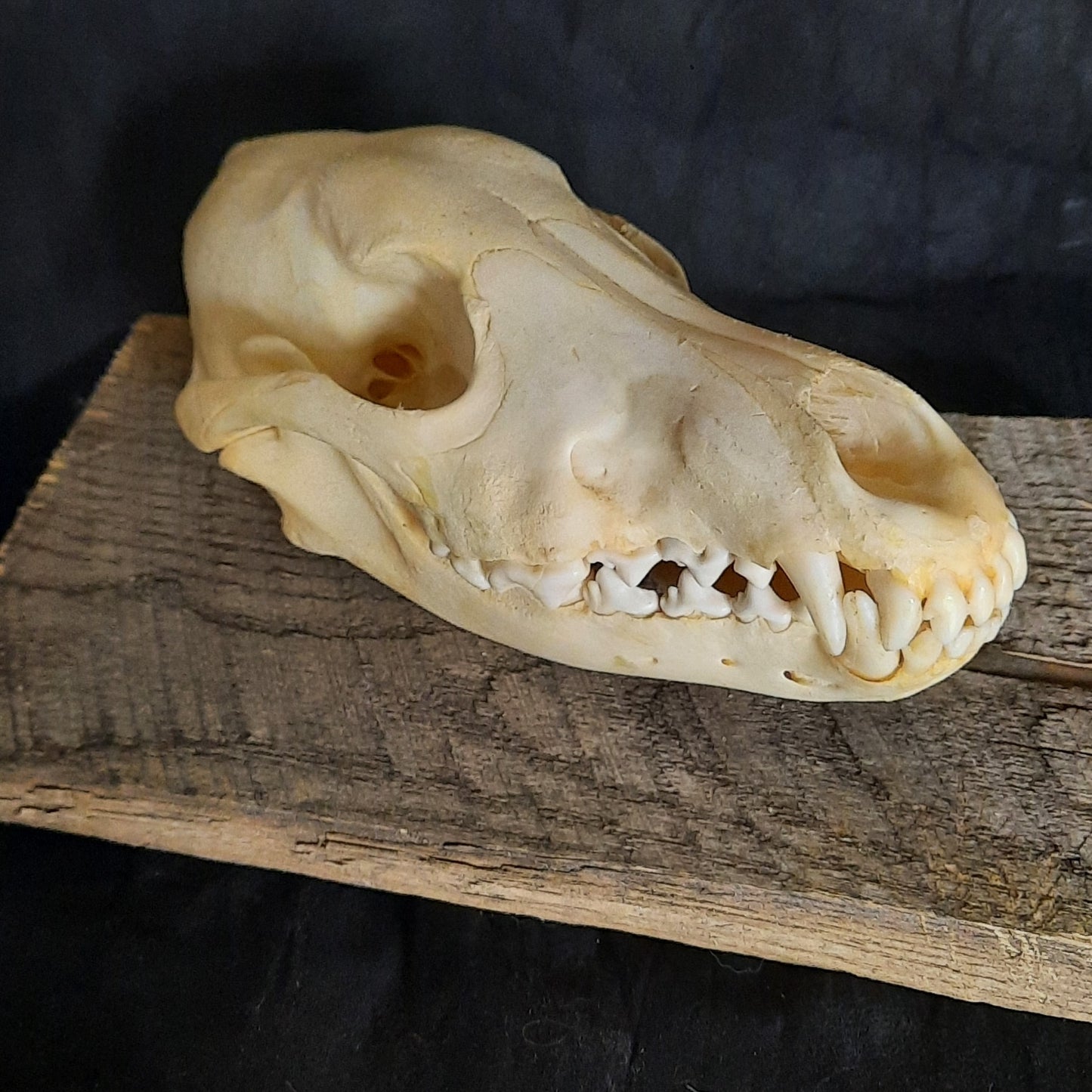 Complete Coyote Skull, Unbleached