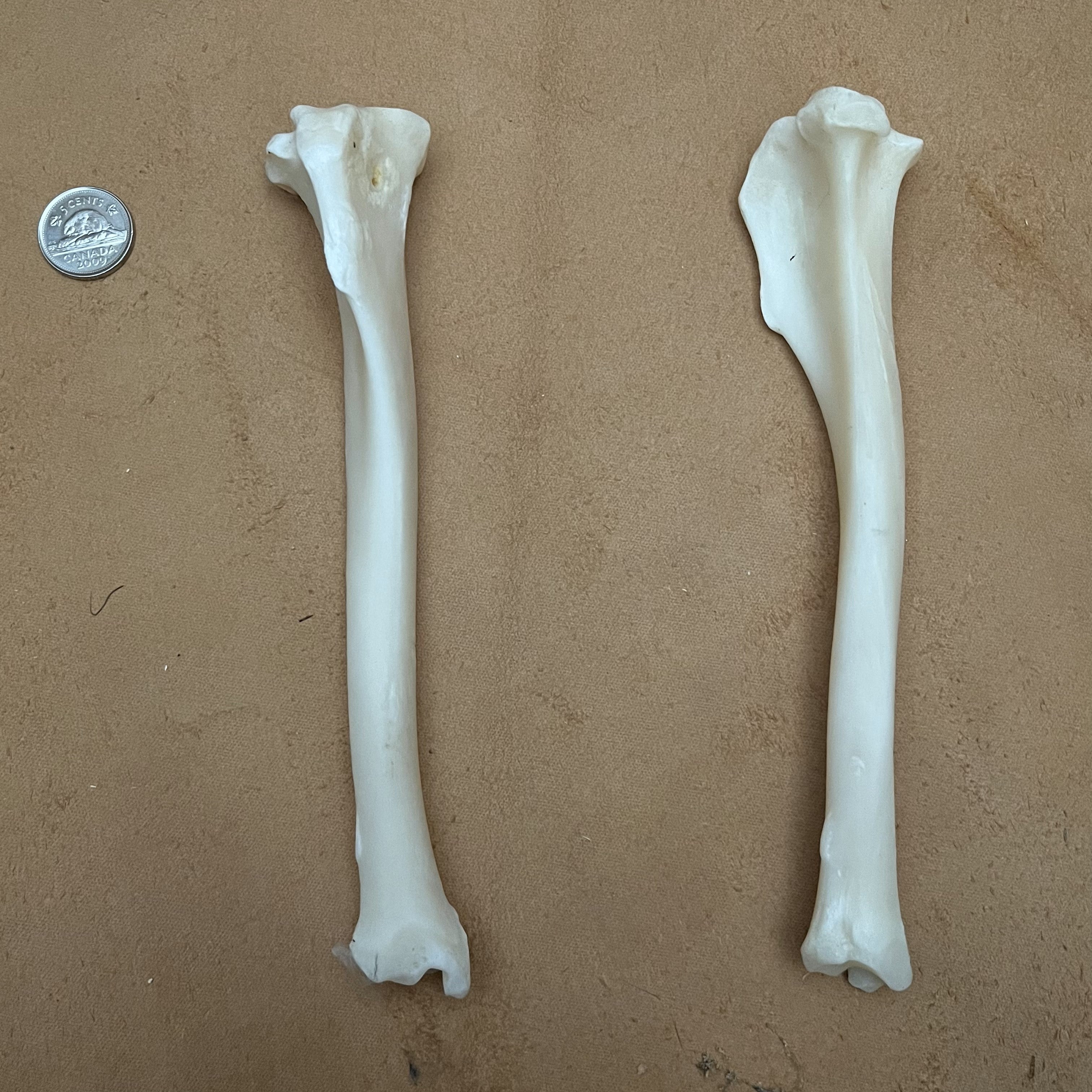 Coyote Bone Tibia Medieval Fur