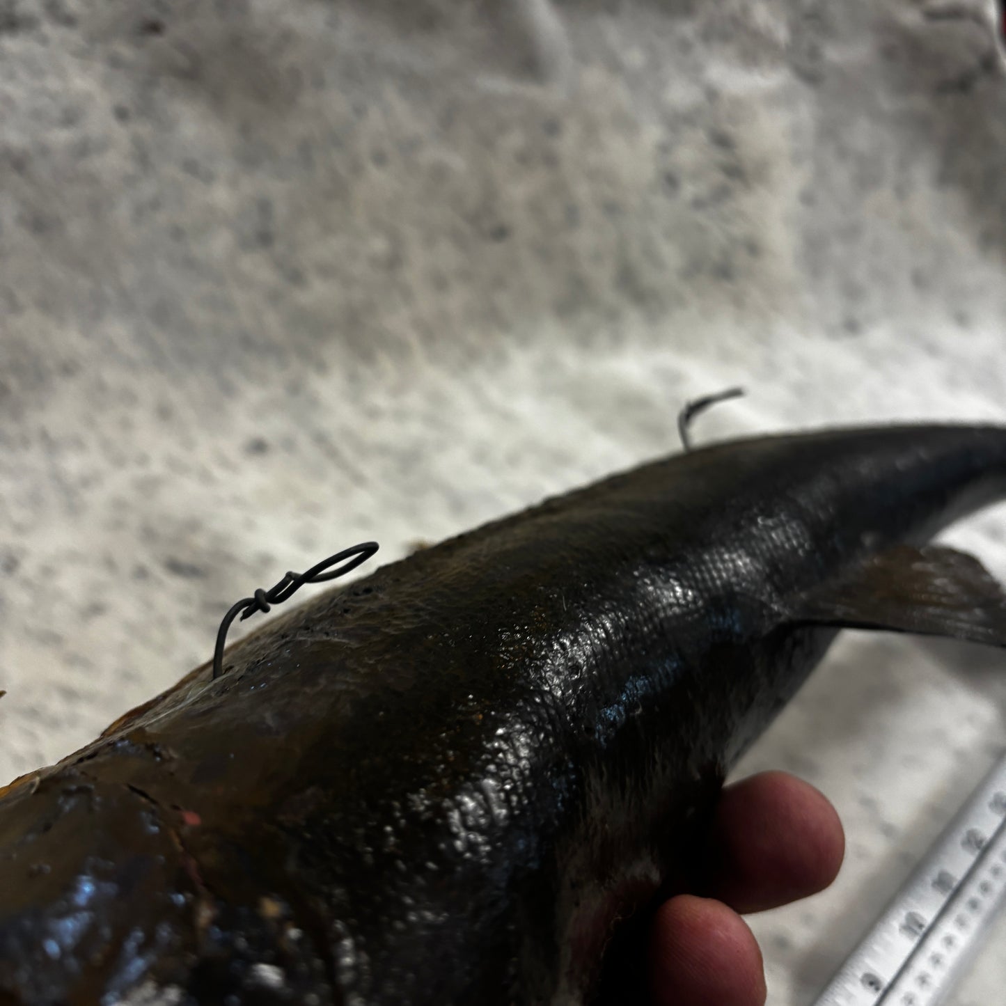 Rainbow Trout Taxidermy Wall Mount