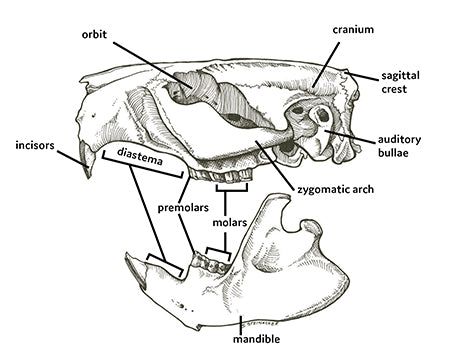 Small Premium Beaver Incisor