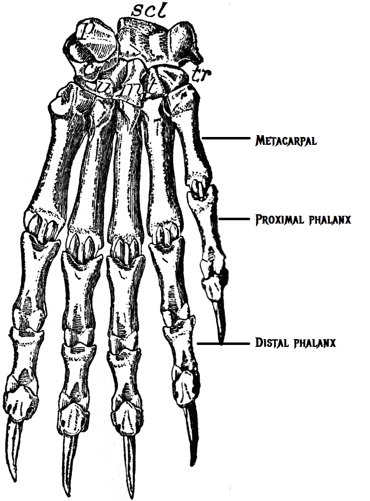 Bear Bones - Medial Phalanges
