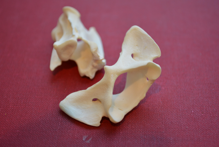 Fox Atlas Bone