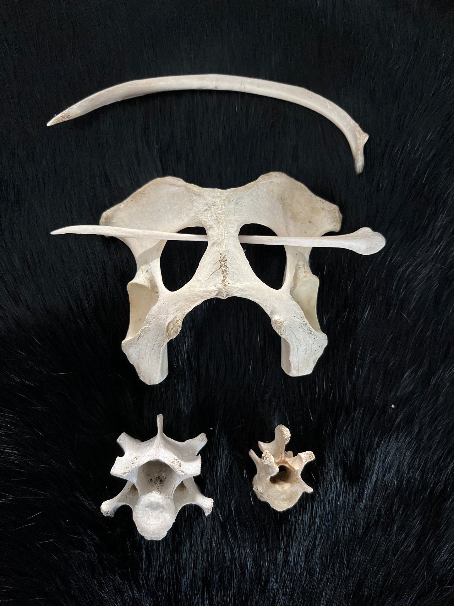 Broche à cheveux en os, kit