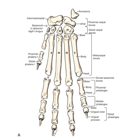Coyote paw bones - Complete paw