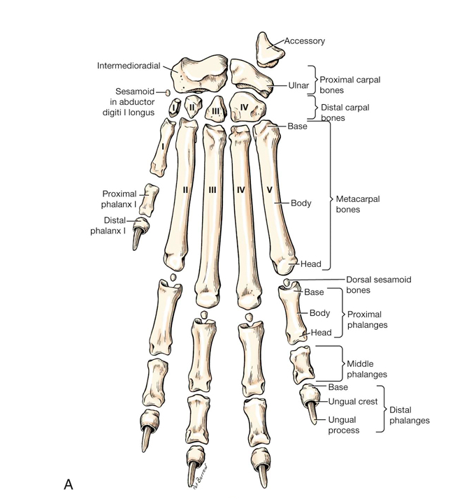 Phalanges en os de loup