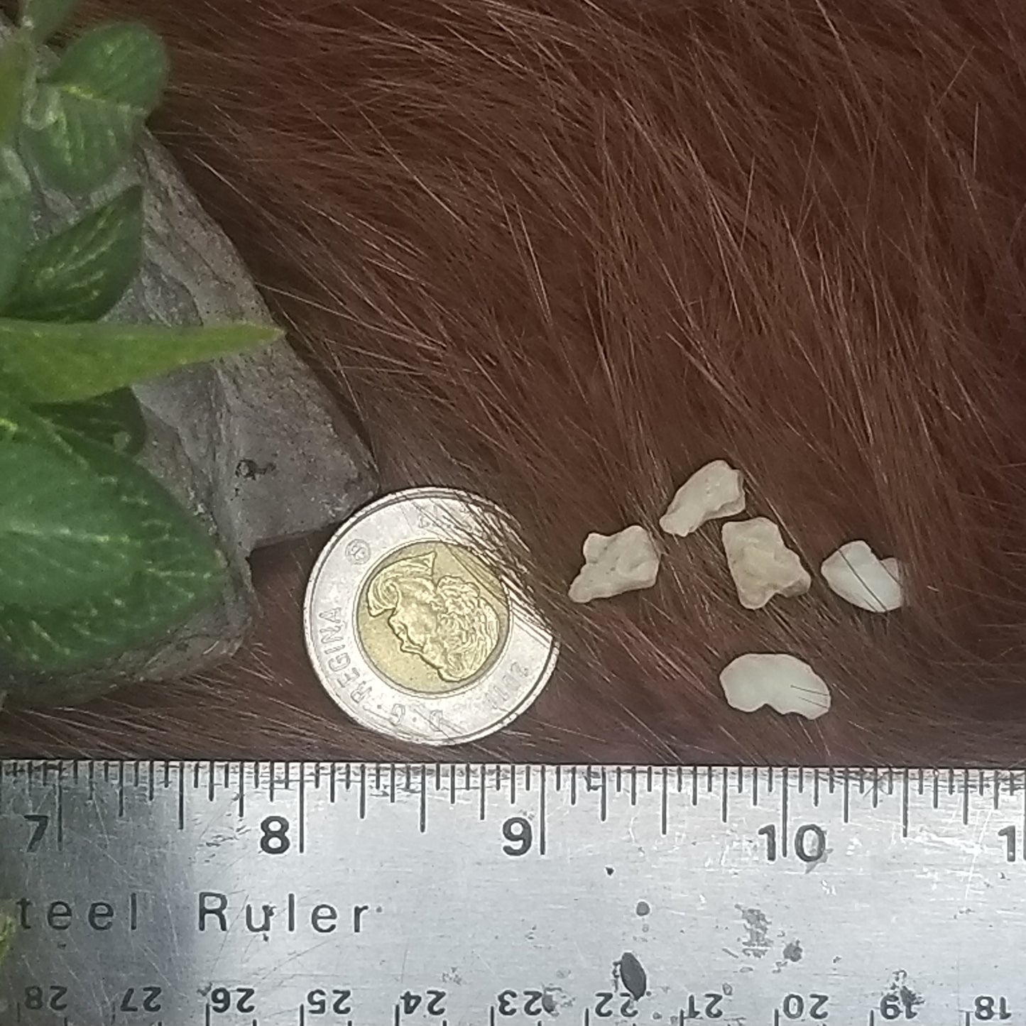 Cat Bones - Small bones