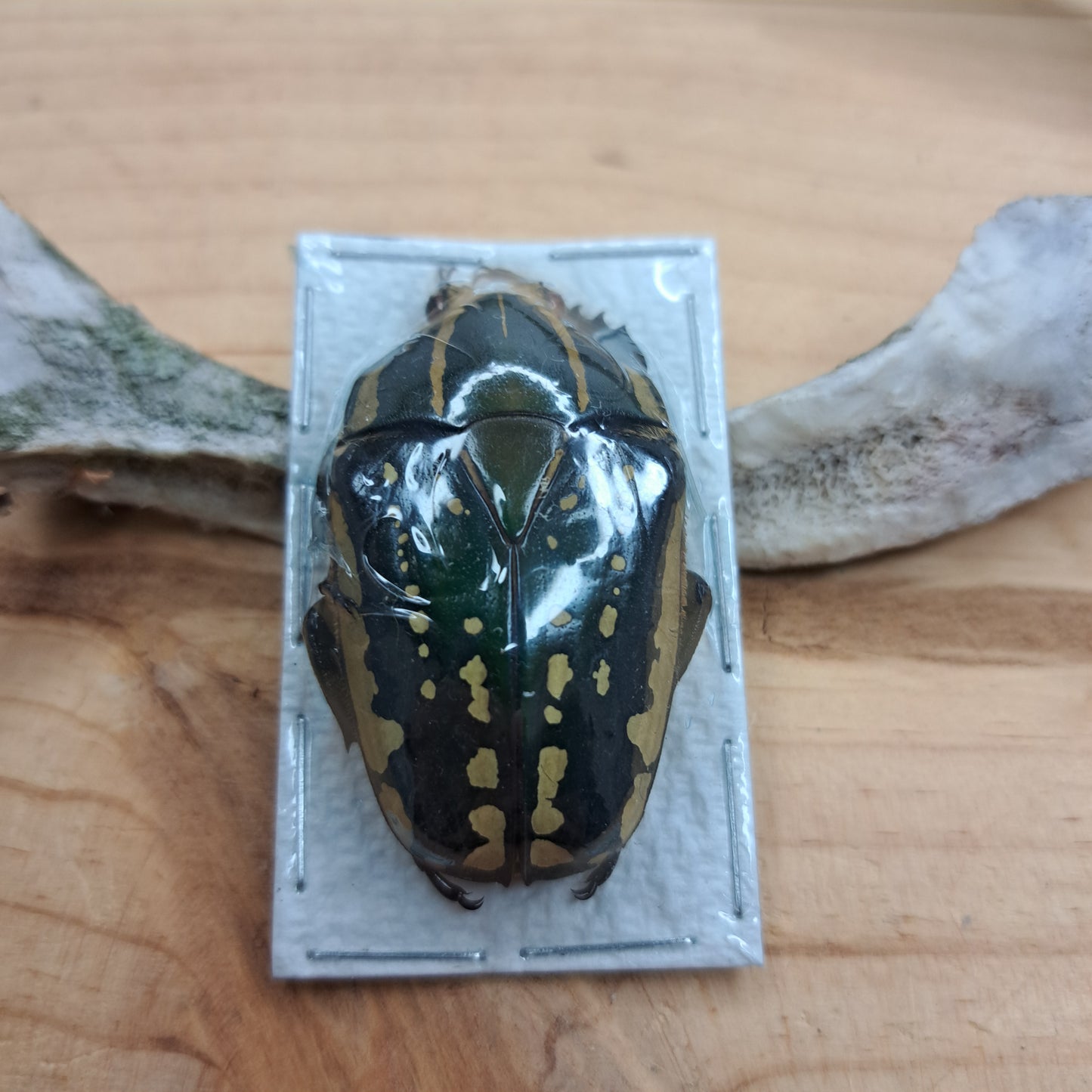 Chelorrhina polyphemus confluens (unmounted)