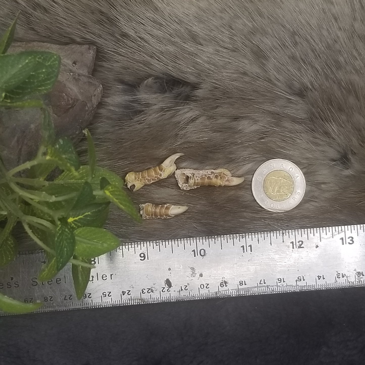 Chicken Feet & Fingers