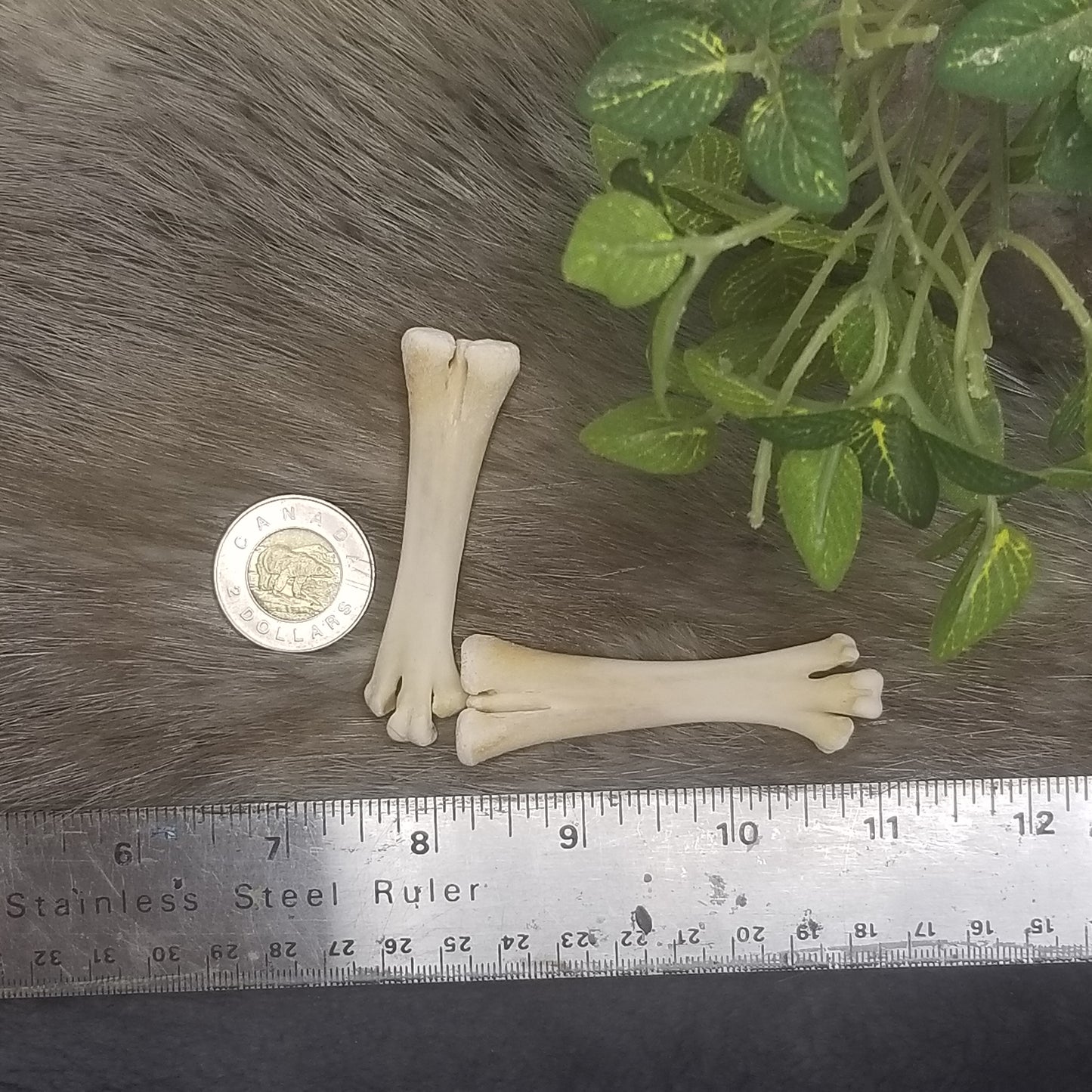 Chicken bones - Metacarpals