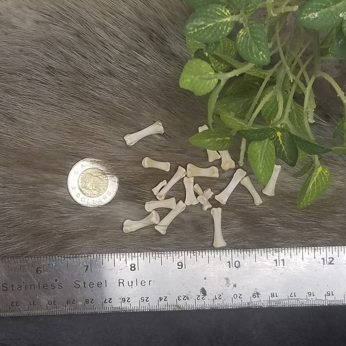 Chicken bones - Phalanges