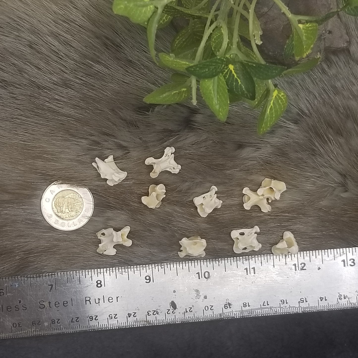 Chicken bones - Vertebrae