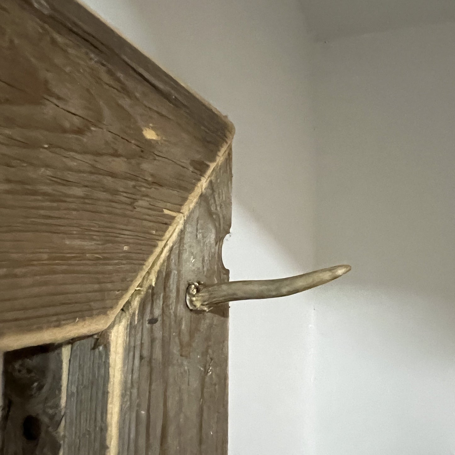 Deer Antler Wall Hook
