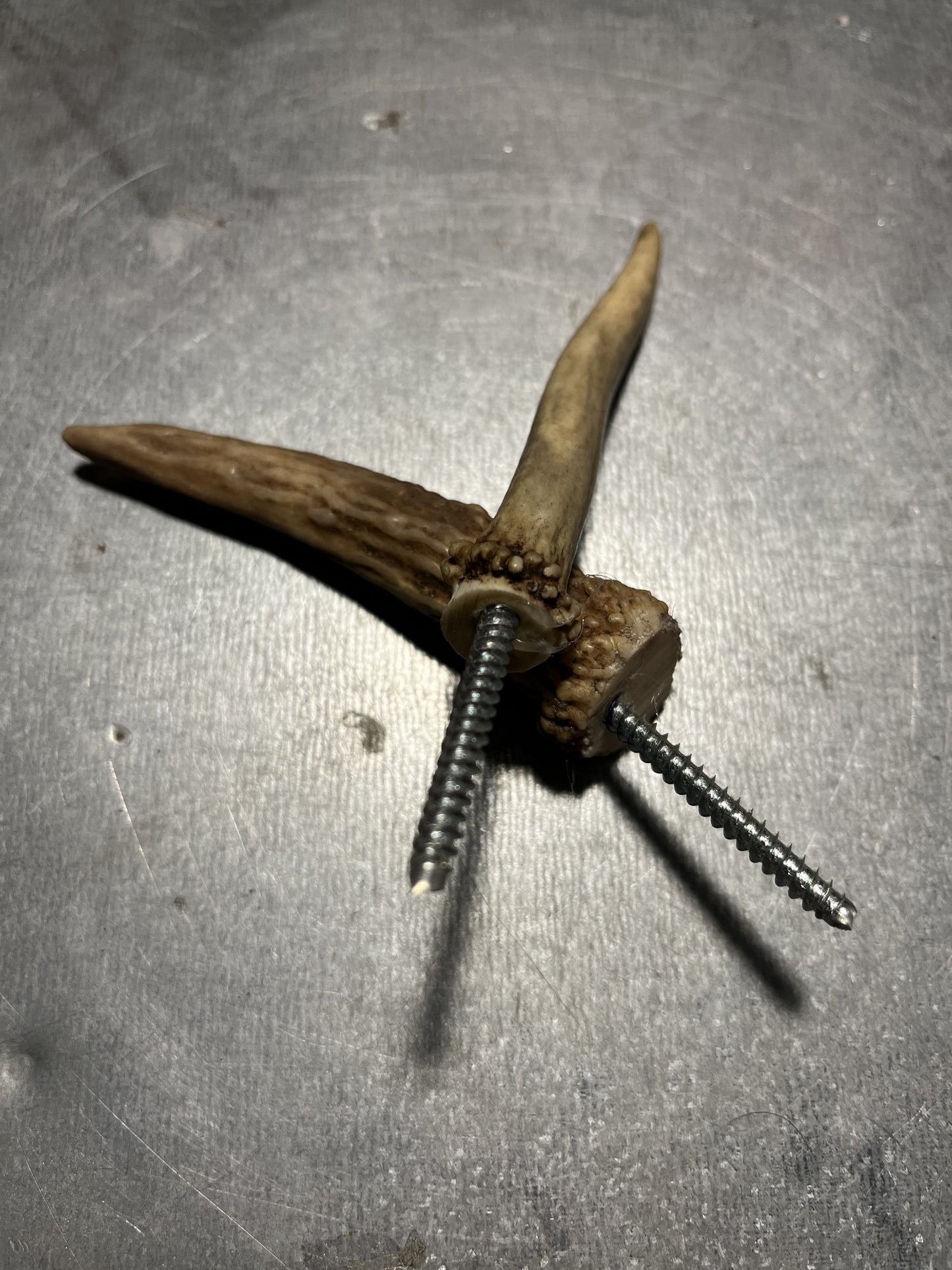 Deer Antler Wall Hook