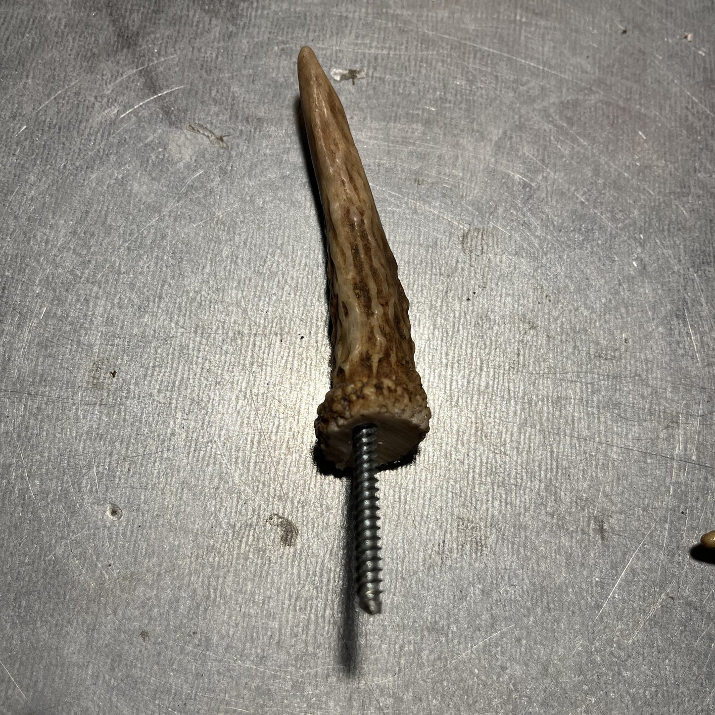 Deer Antler Wall Hook