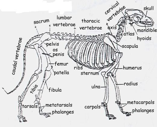 Os d'omoplate de coyote naturel