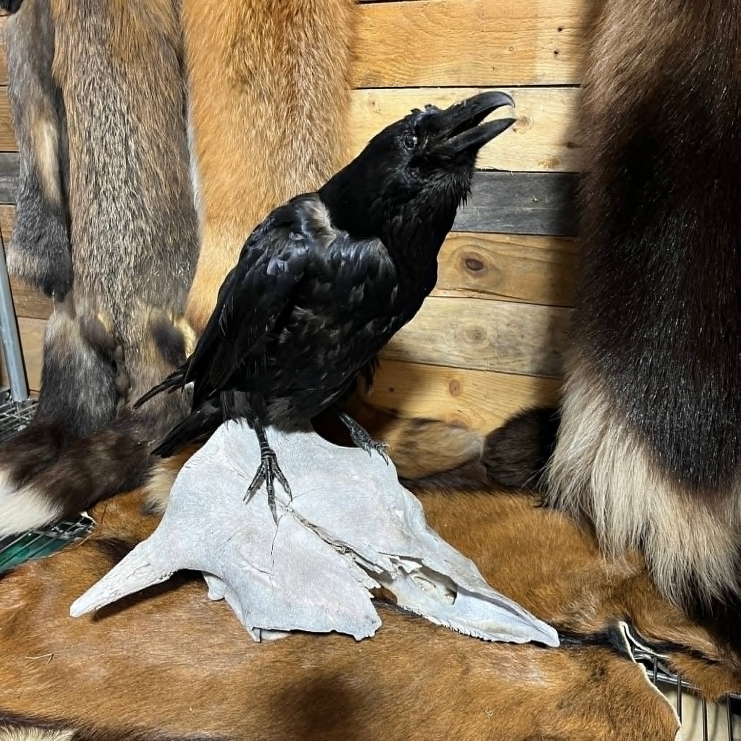 Spécial order ( GUEPE )