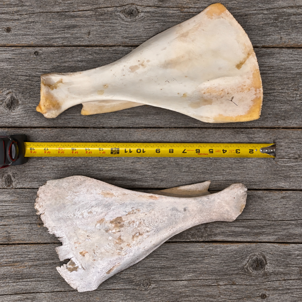 Natural Moose Scapula Bone