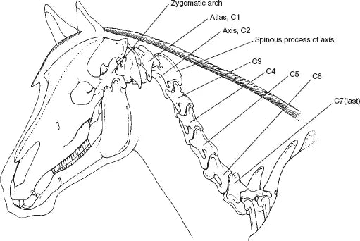 Atlas Horse Bone