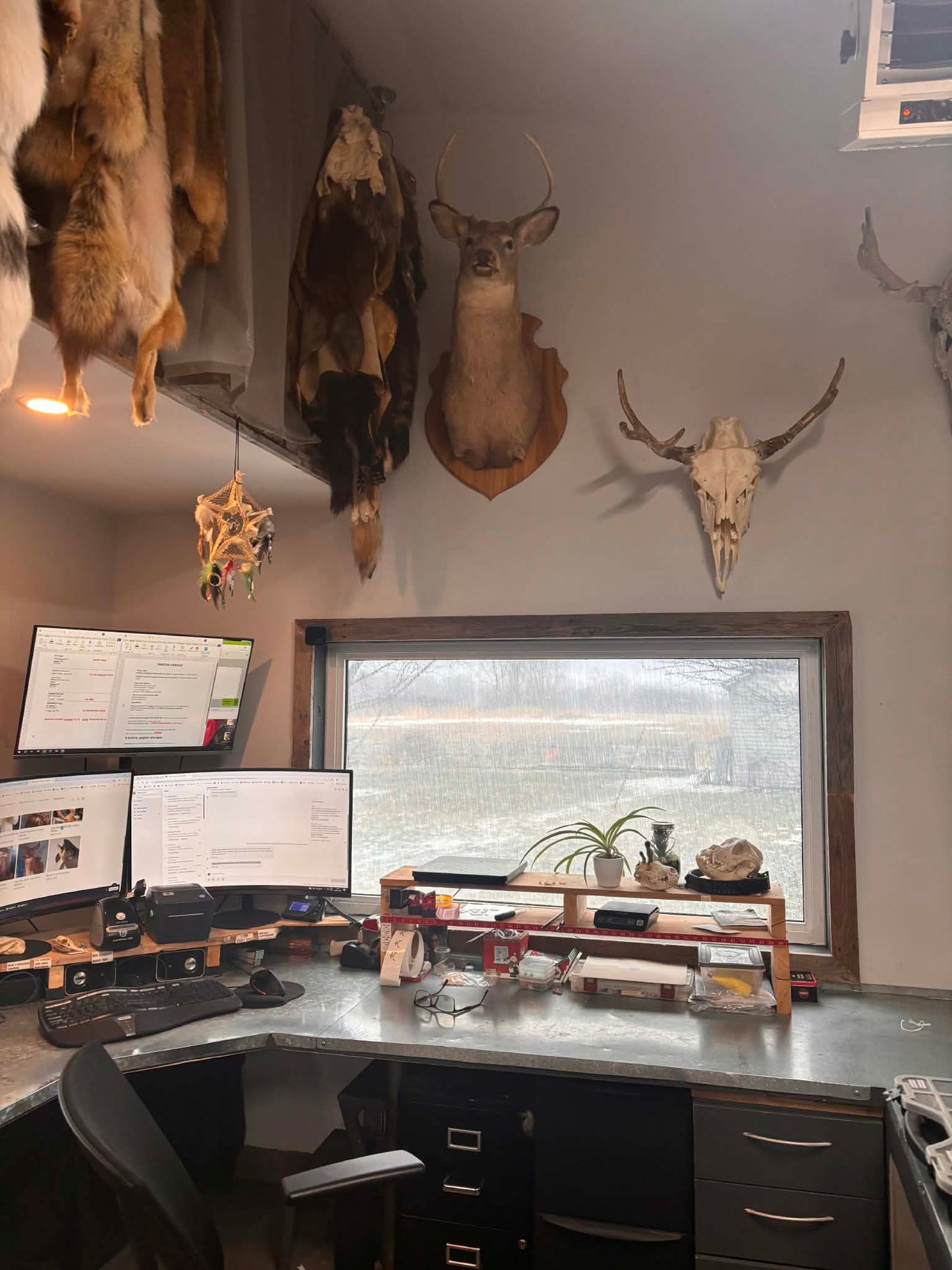 Canadian Deer Taxidermy Mounts