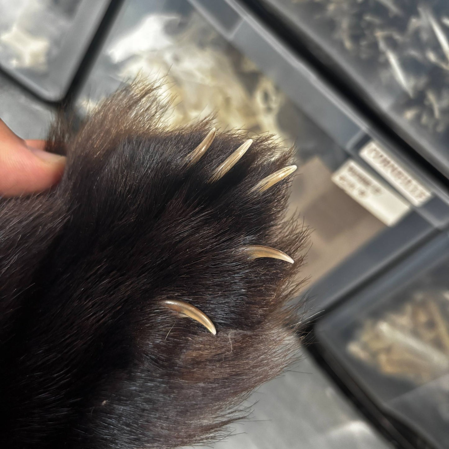 Wolverine Fur Pelt