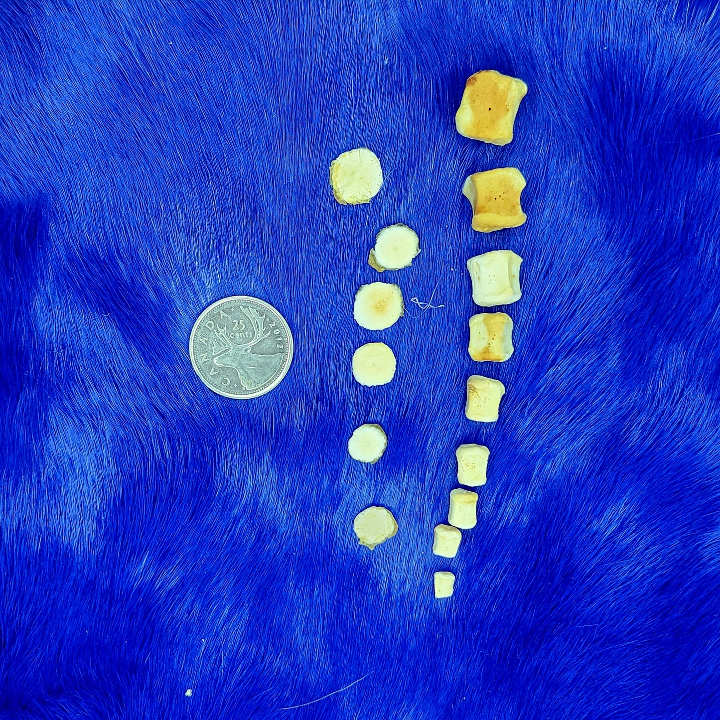 Full Seal Tail Bones