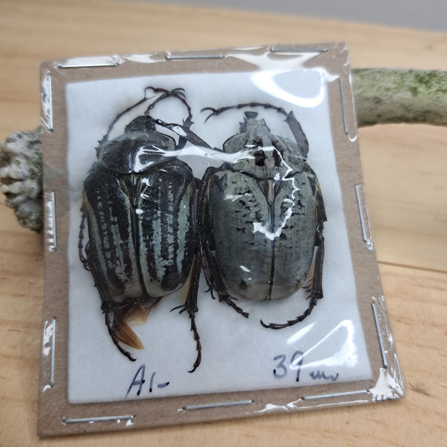 Goliathus orientalis (unmounted)