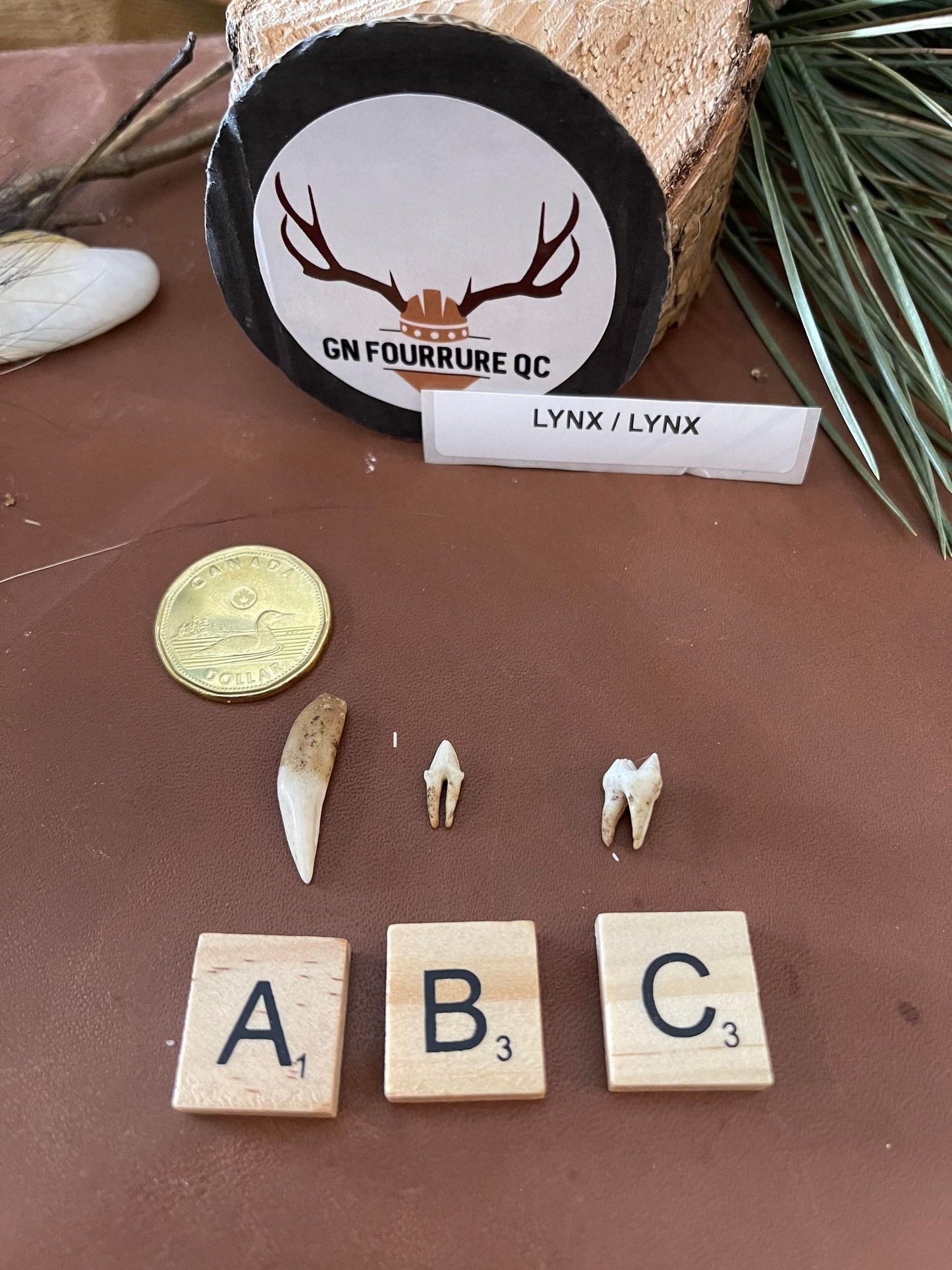 Lynx Tooth