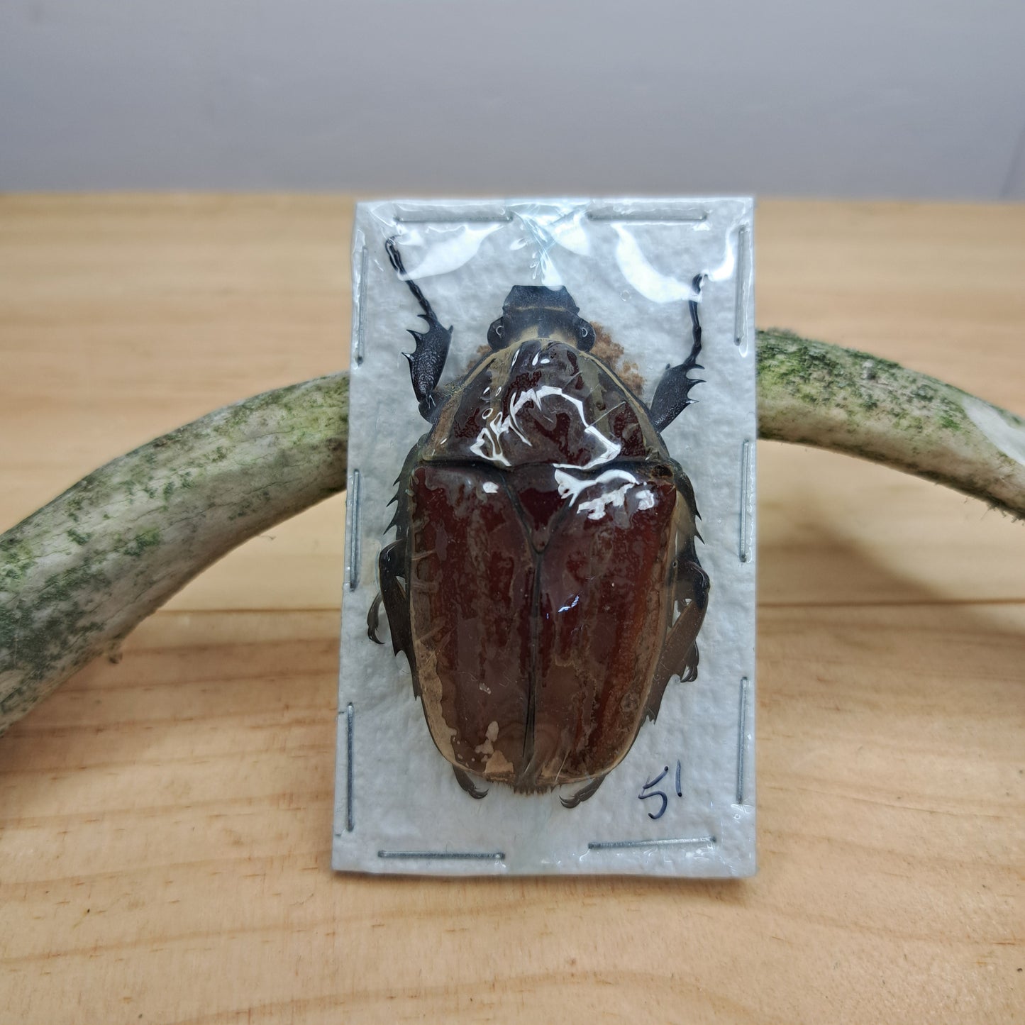 Mecynorrhina ugandensis (unmounted)