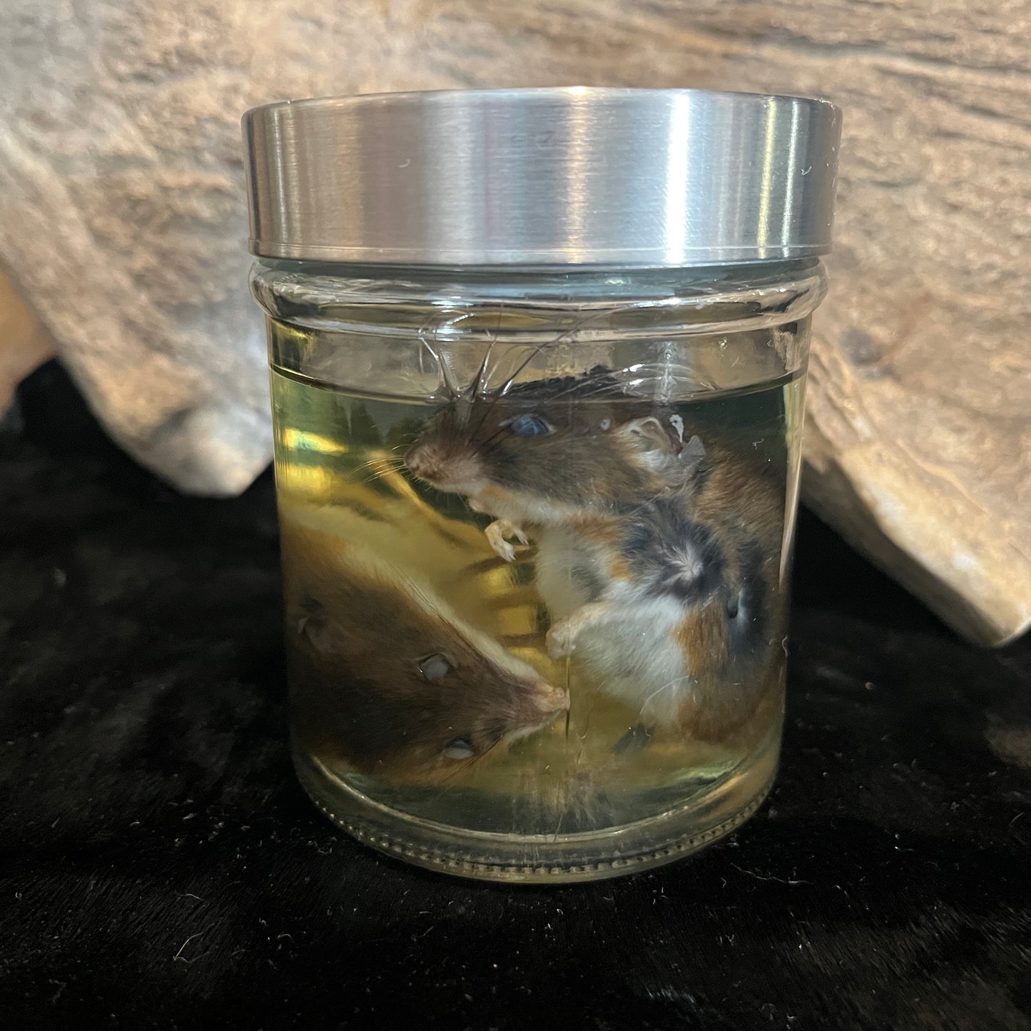 Mouse Wet Specimen