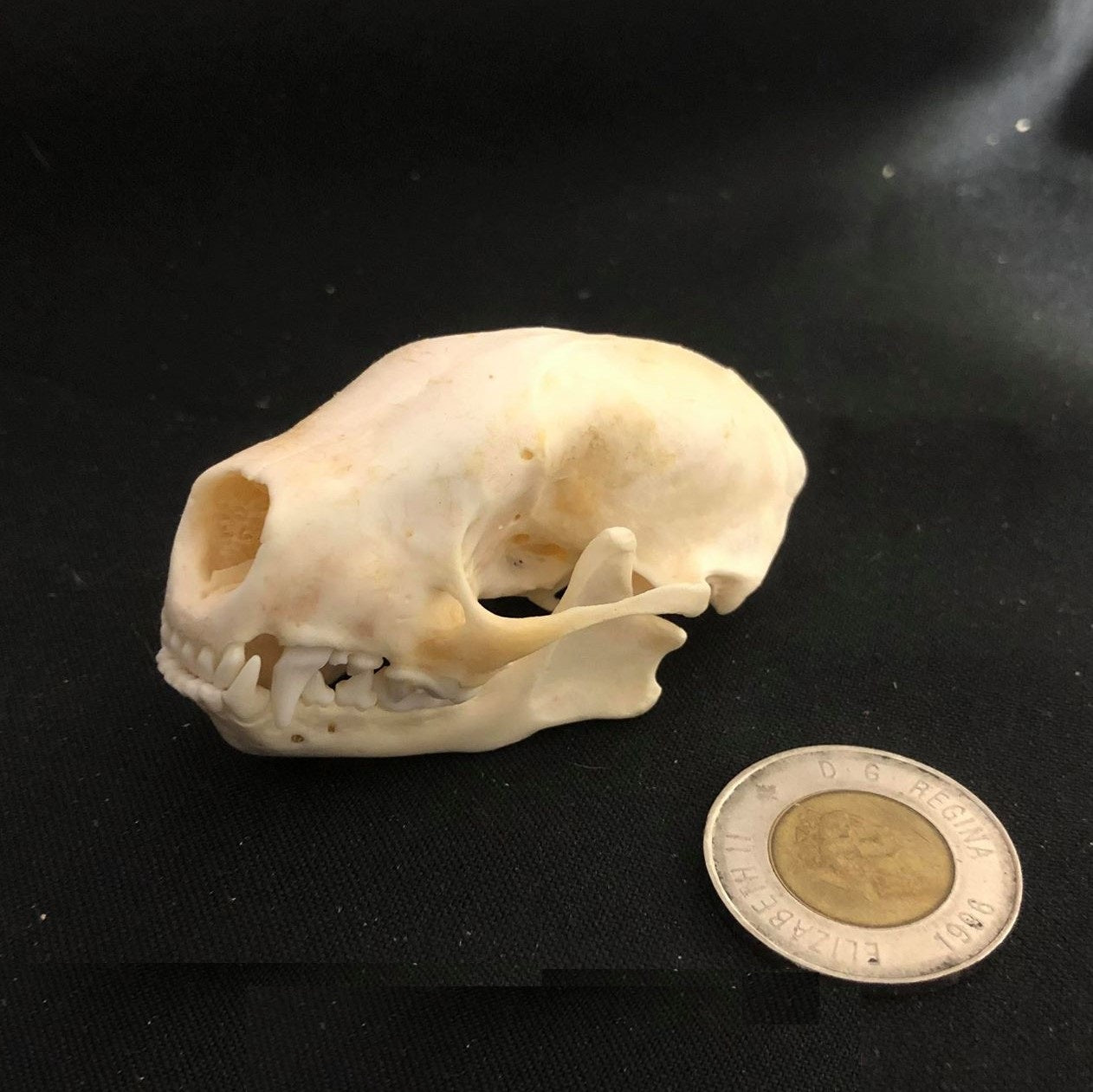 Skunk Skull, Bone