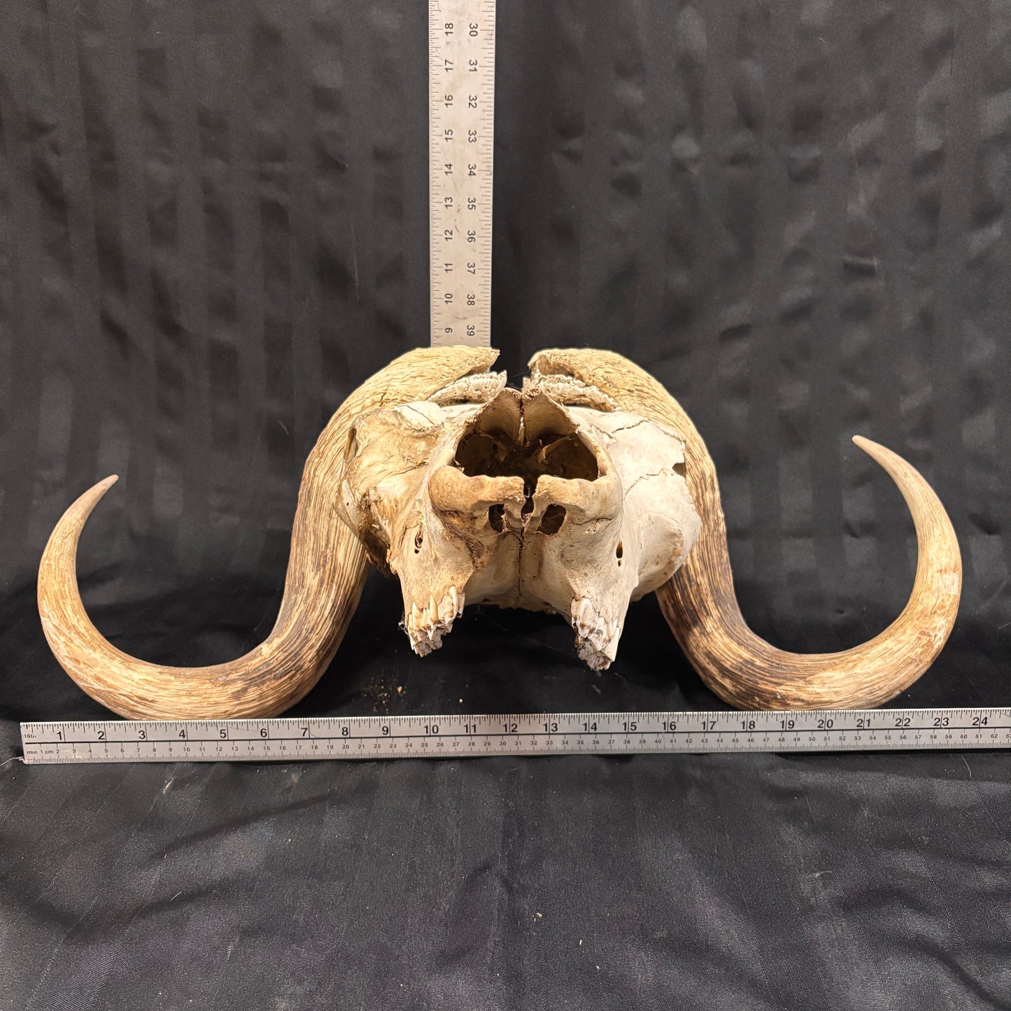 Musk Ox Skull - Large 19" - No lower jaw