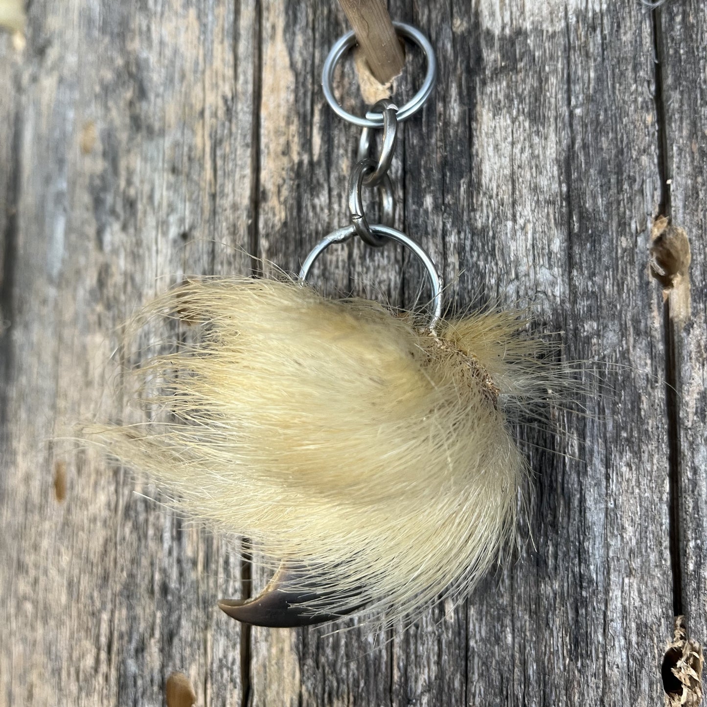 Pendentif Griffe d'Ours Polaire (court)