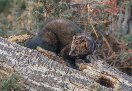Fisher fur pelt
