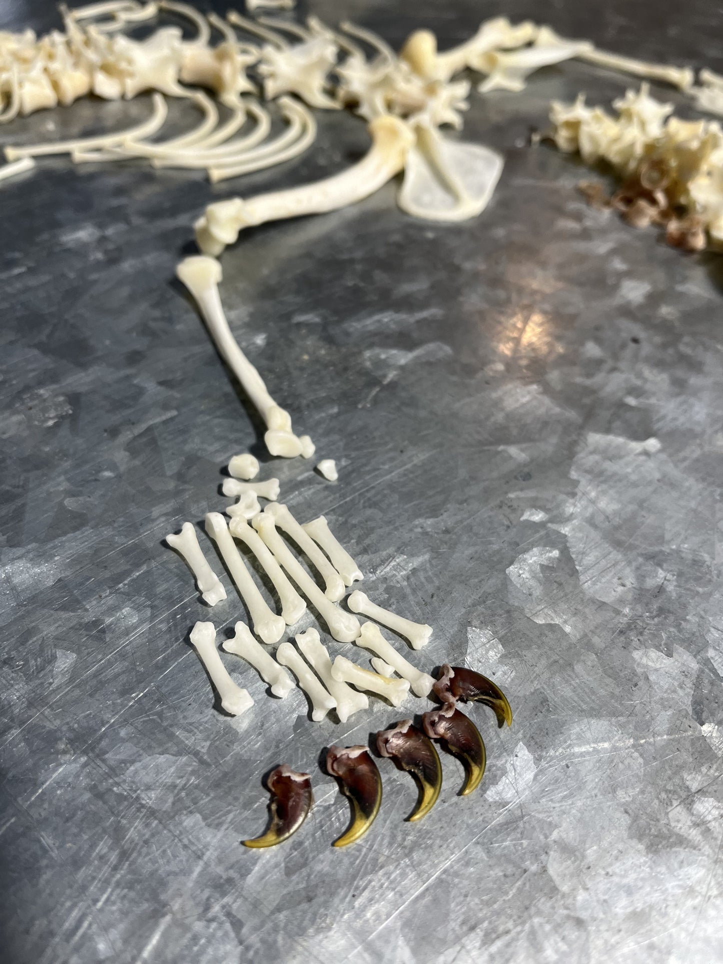 Fisher Paw bones