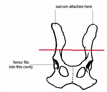 Earrings - Pelvic bone fragments