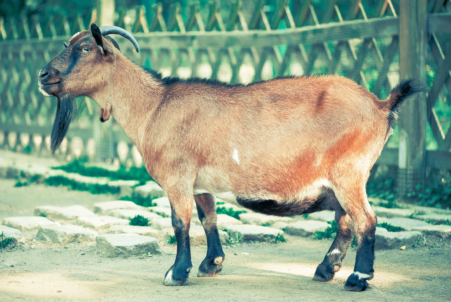 Goat Fur Pelt