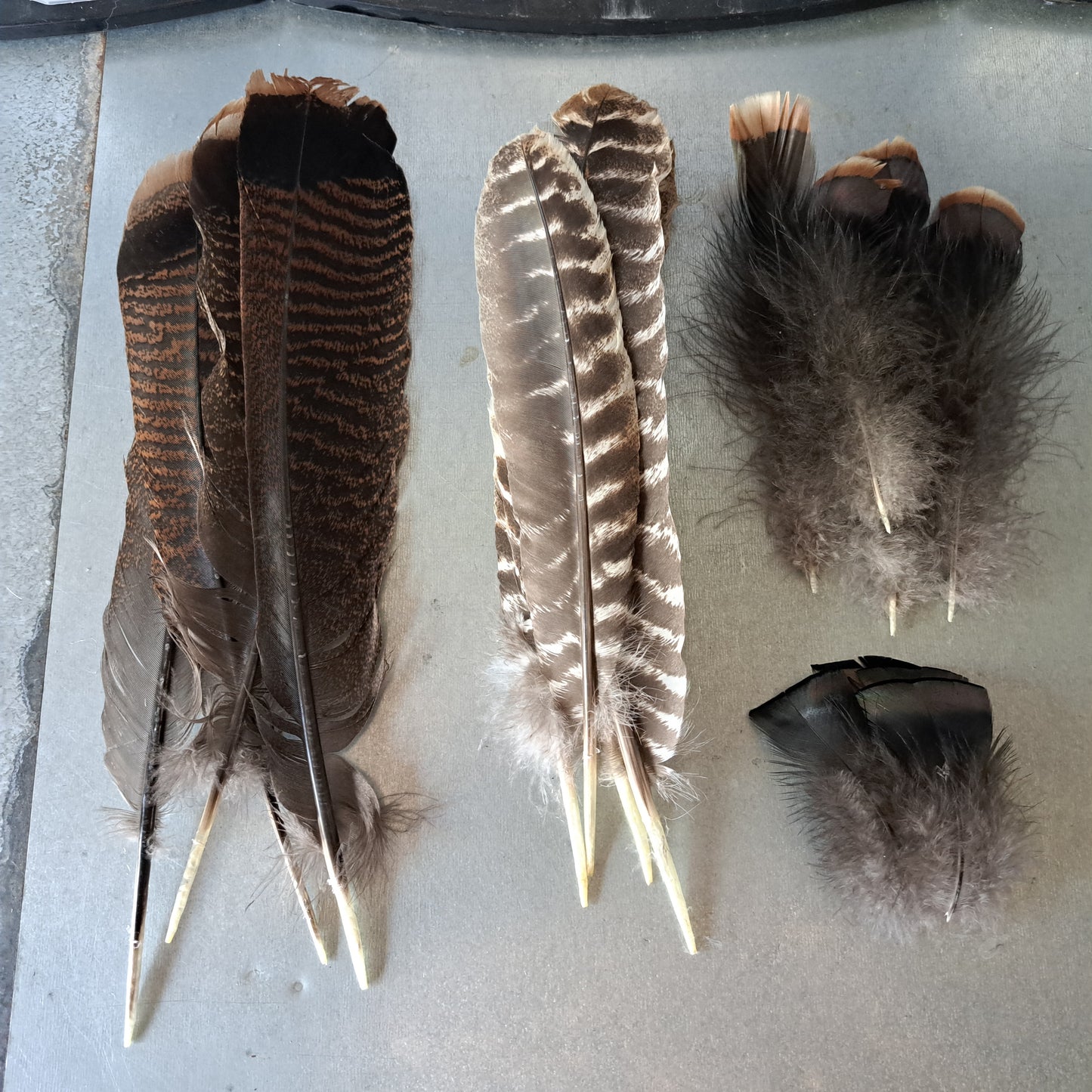 Educational kit: Wild turkey feathers