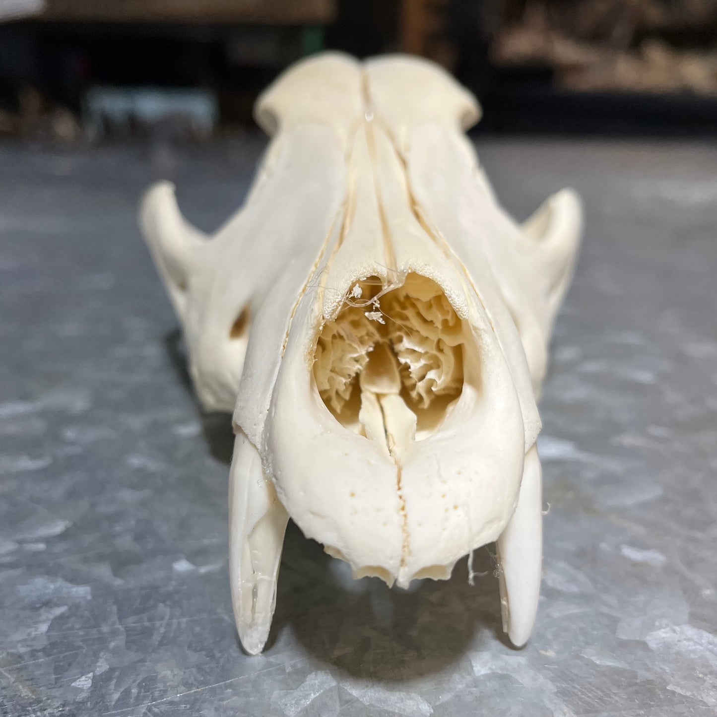 Plant Wolf Skull