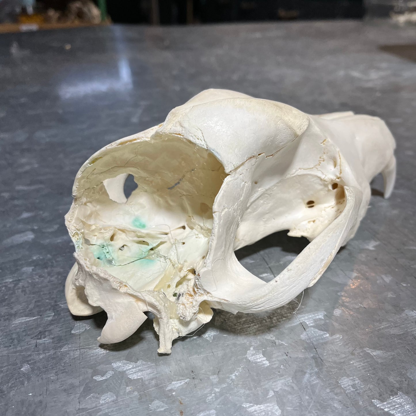 Plant Wolf Skull